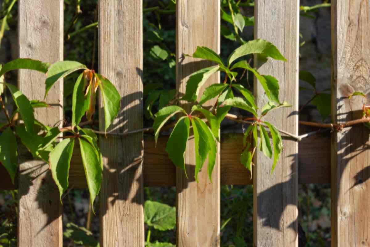 piante del vicino invadono giardino che fare