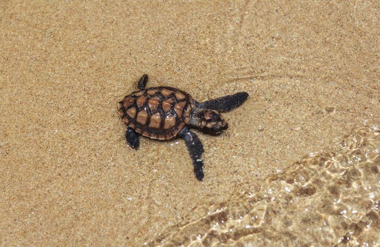 tartarughe marine nidi sulla spiaggia