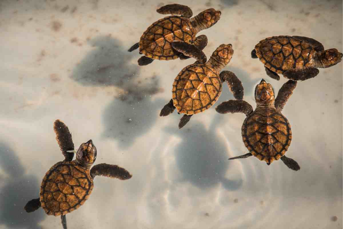 tartarughe marine nidi sulla spiaggia