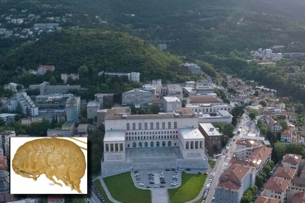 ricerca dell'università di trieste in antartide 