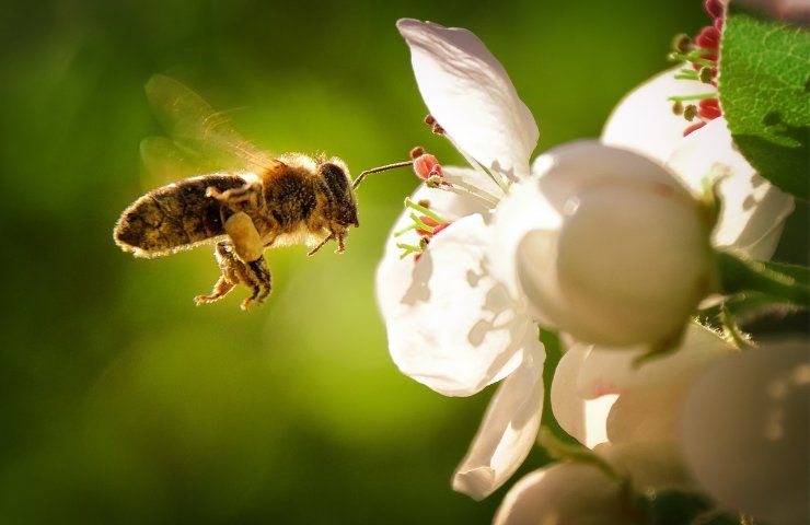 Come non far venire le api sul balcone e come non farle avvicinare alla piscina?