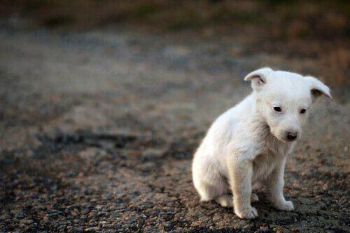 cucciolo di cane bianco