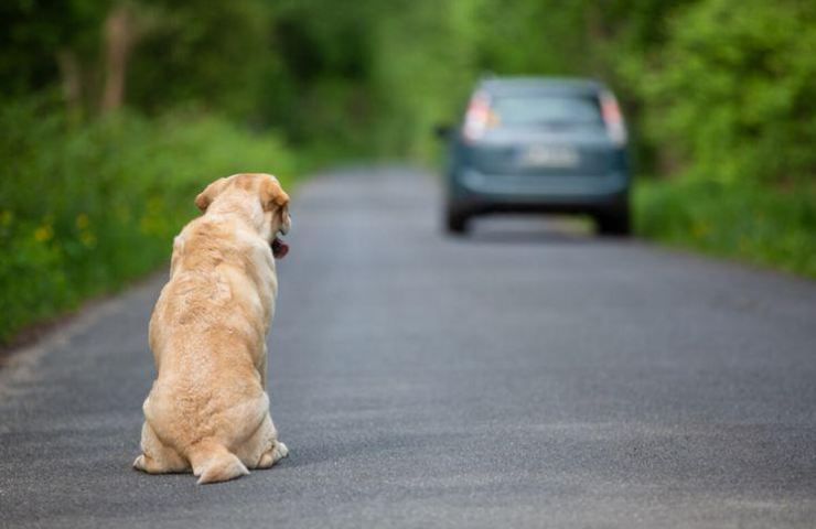 cane lasciato in strada