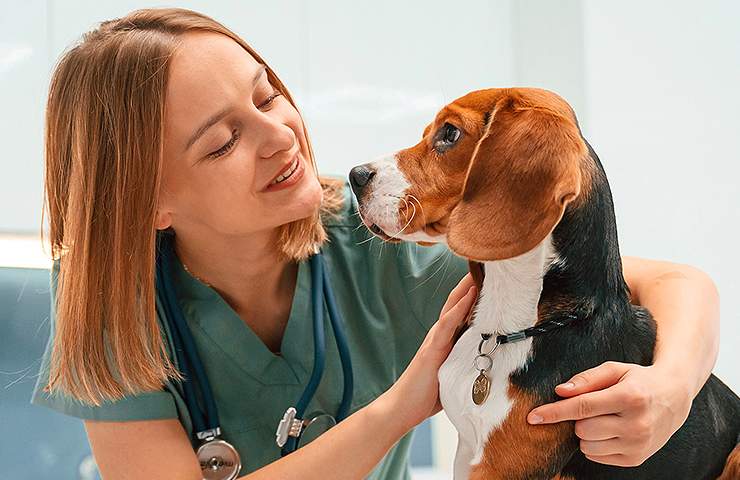 Cane dal veterinario