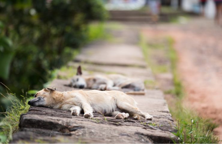 Quali sono le cause principali dell'abbandono degli animali?