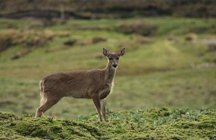 Capriolo