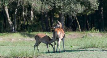 Cervo italico, il primo cucciolo della rara specie è nato in Calabria