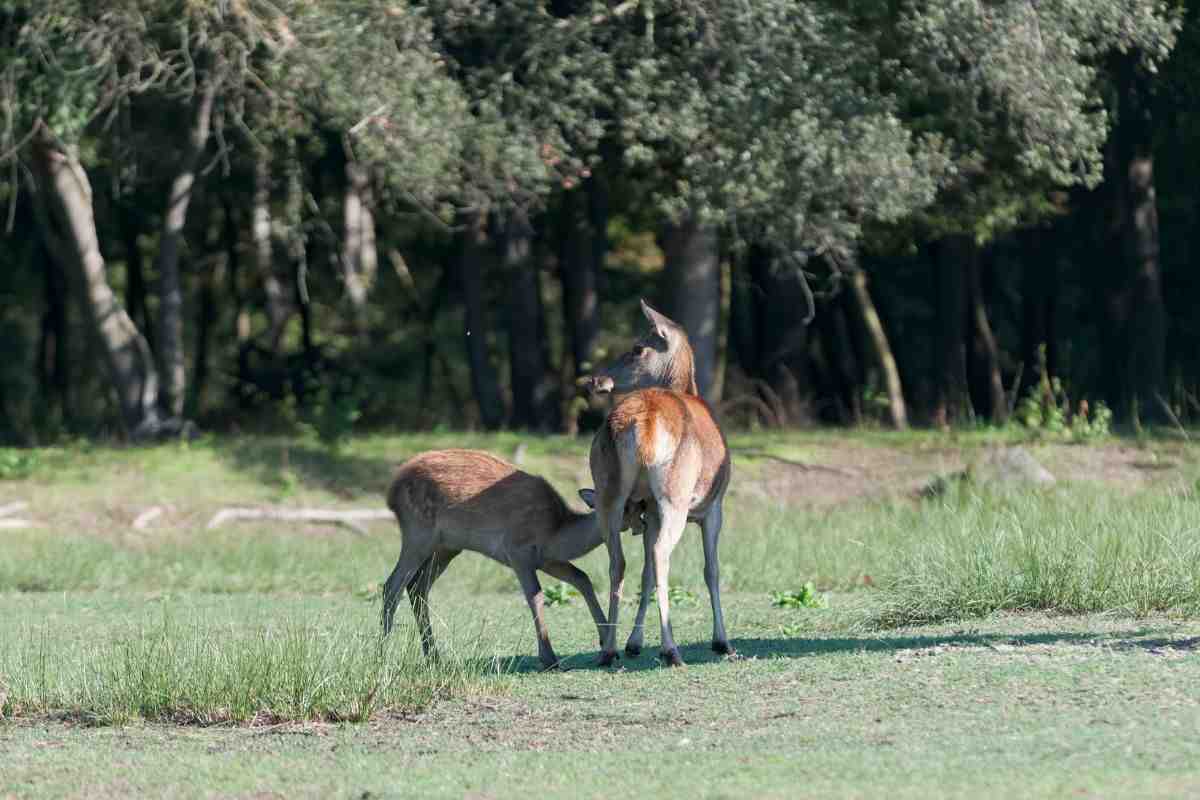 Cervo italico nato cucciolo Calabria