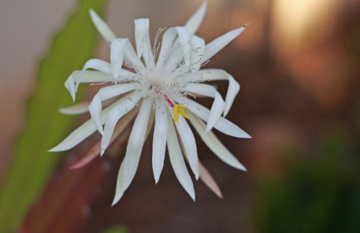 Pianta Epiphyllum