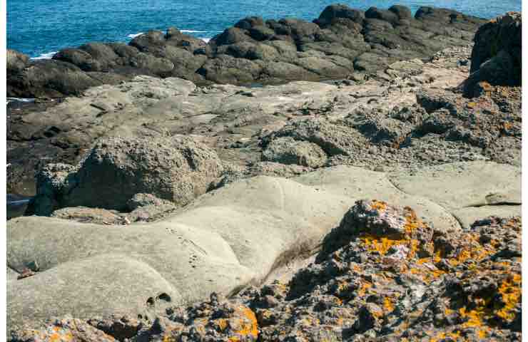 Caratteristiche dei datteri di mare