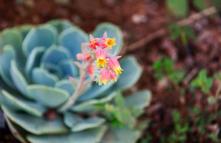 Echeveria