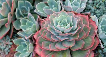 Echeveria, come prendersi cura della graziosa pianta grassa