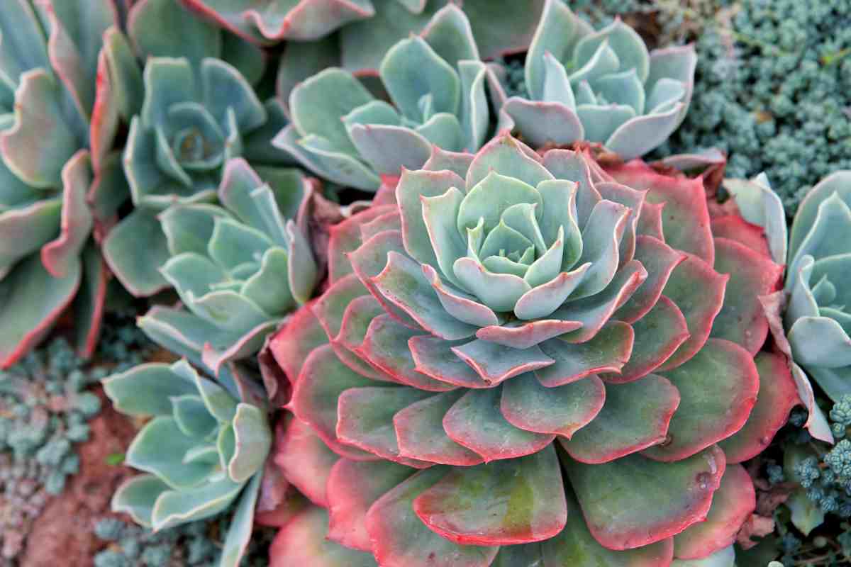 Echeveria