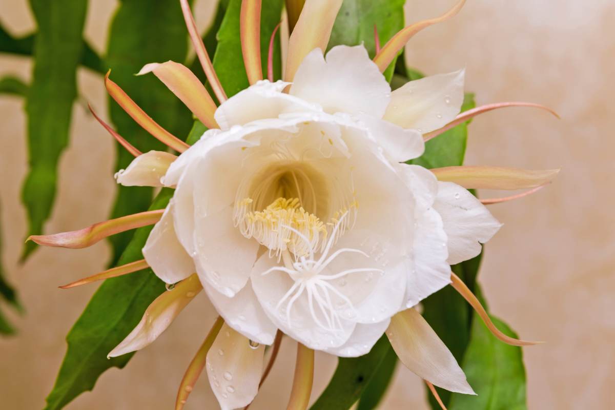 Fiore di Epiphyllum