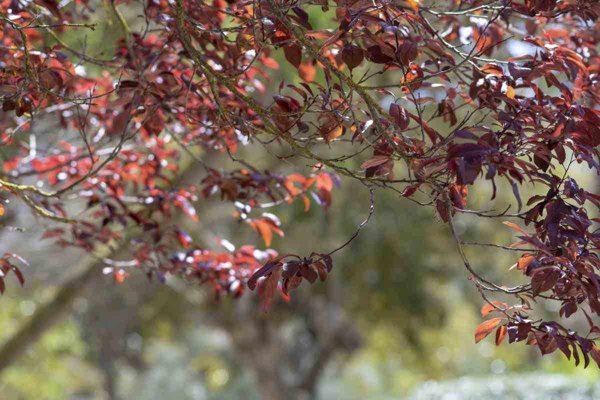 Erythrina caffra