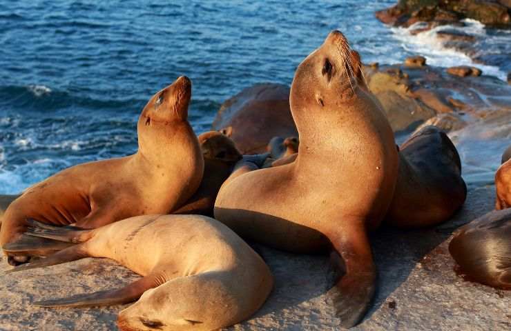 Gruppo di leoni marini sugli scogli