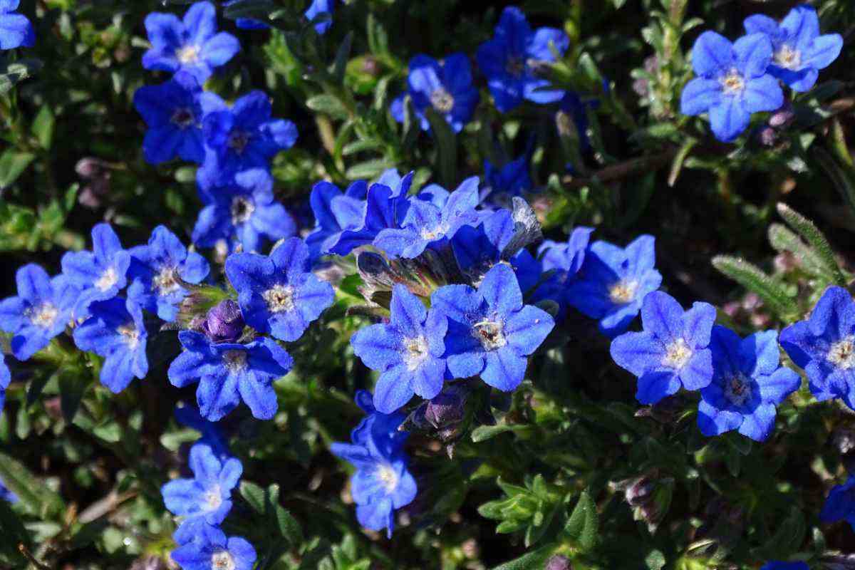 Lithodora