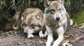 Orrore in una villetta in Italia: cane sbranato da una coppia di lupi