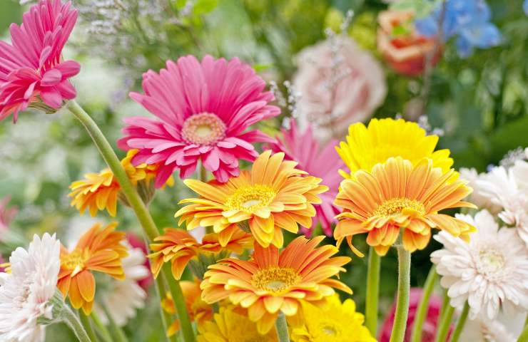 Fiori di gerbere colorati