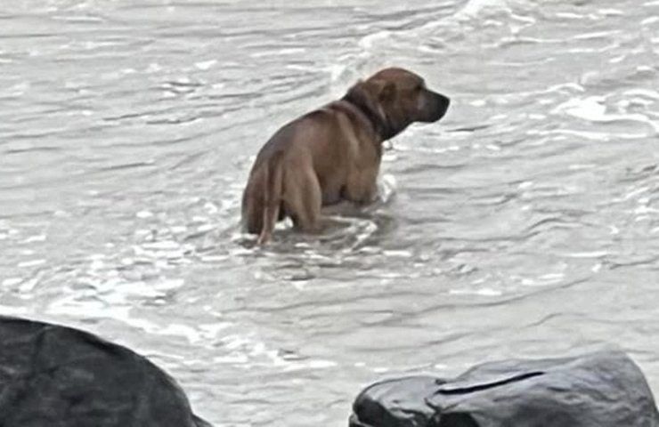 Cane abbandonato salvato Ocean