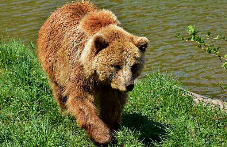 Orso