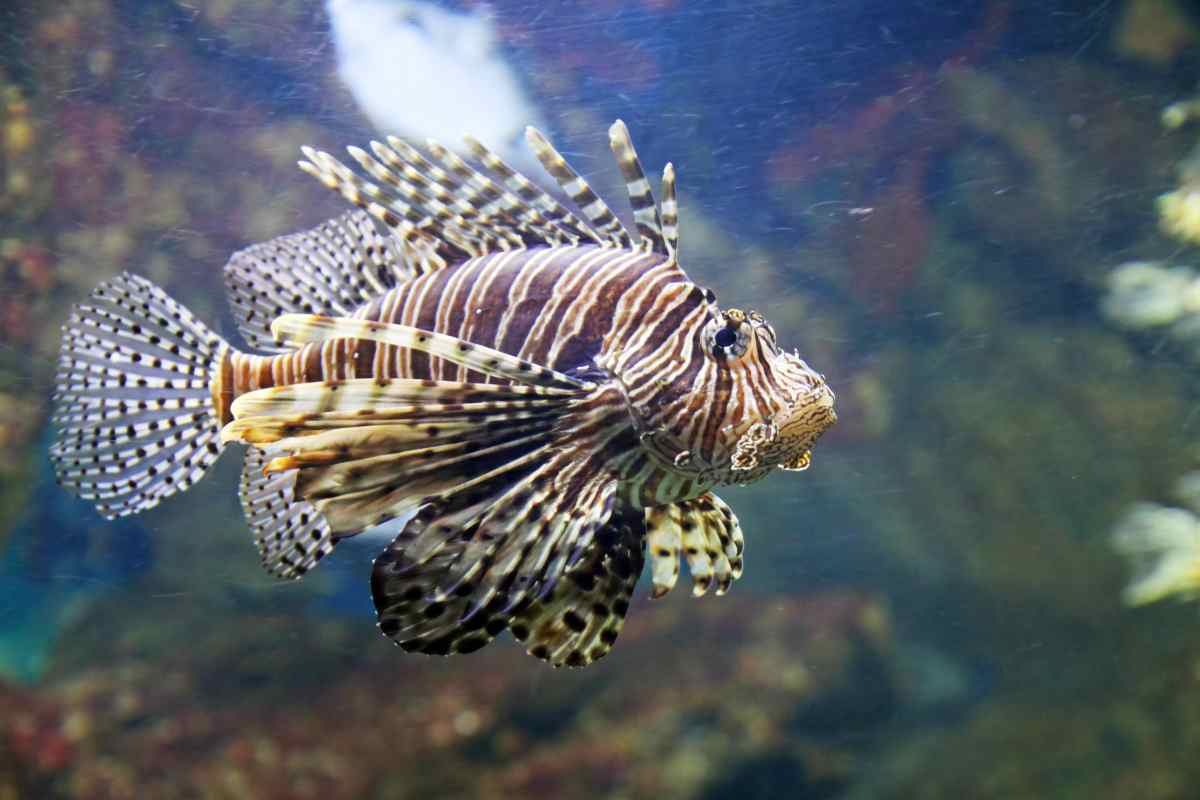 Pesce scorpione