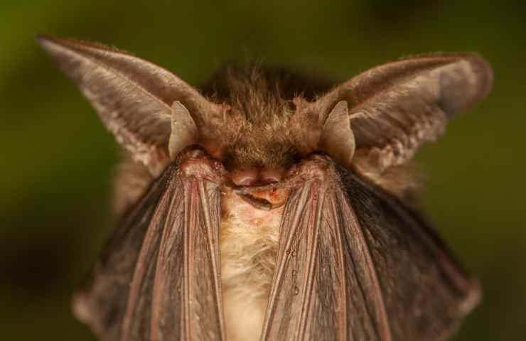 Pipistrello