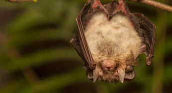 Ragazza morsa da un pipistrello: la 16enne sta bene, morto l’animale