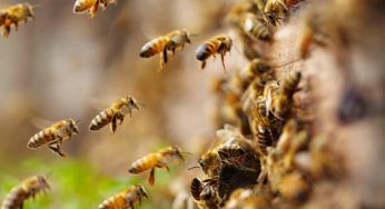 Avevo il terrore delle api, ho risolto grazie a delle piante che le tengono lontane