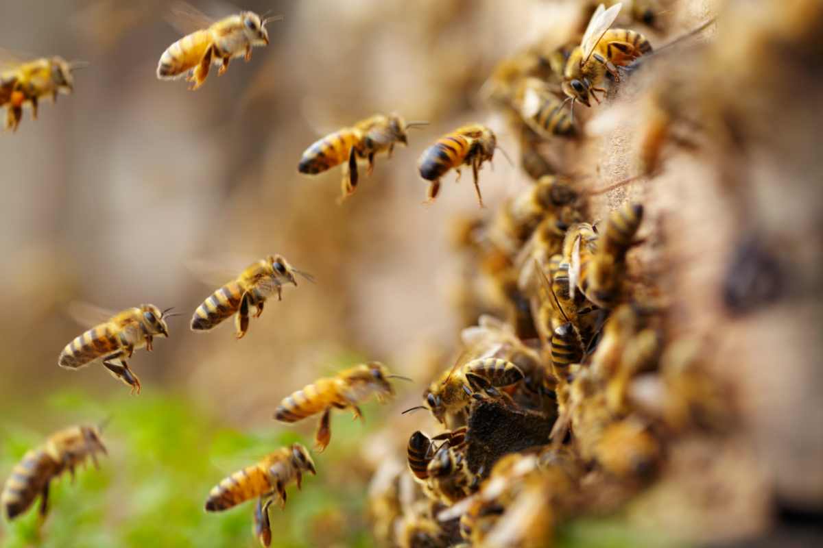 Come non far venire le api sul balcone e come non farle avvicinare alla piscina?