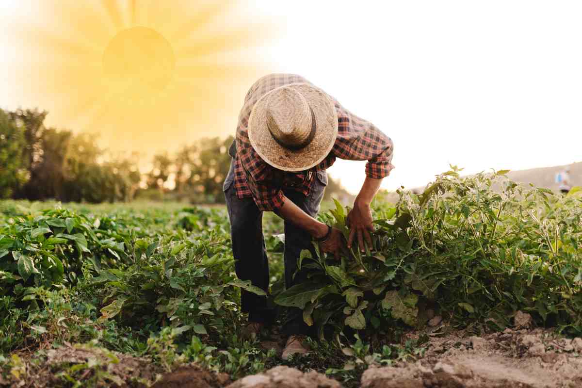 lavorare sotto al sole