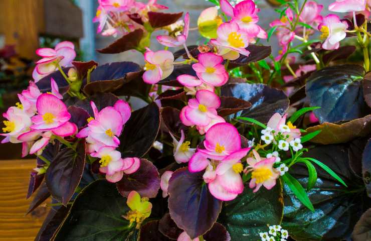 pianta di begonia