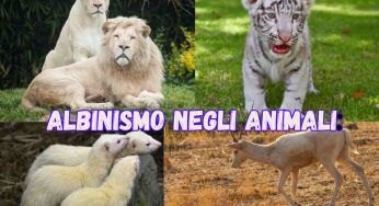 Albinismo negli animali: in quali si può manifestare