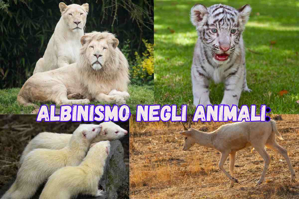 Albinismo negli animali