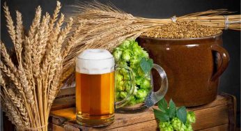 Birra, gli scarti della produzione non sono affatto da buttare: ti spieghiamo perchè