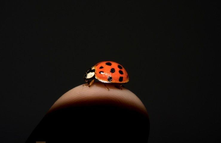 Coccinella 