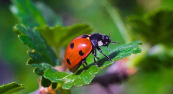 Quando una coccinella ti entra in casa, molti pensano sia un segno del destino: cosa significa in realtà