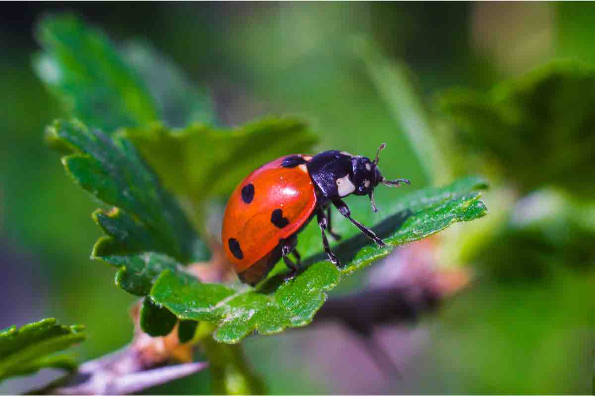 Coccinella su una pianta