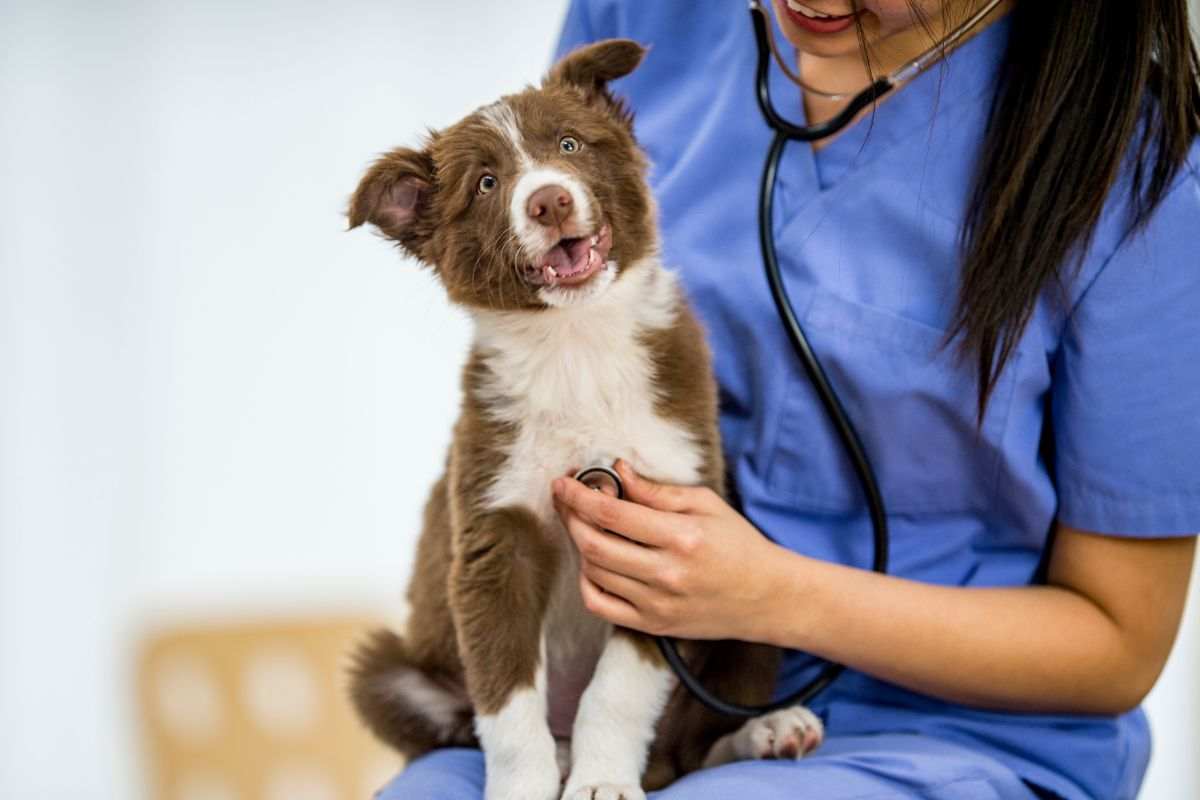 veterinario esamina giovane cane