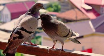 Incubo piccioni, e il mio vicino li riempie di cibo: cosa posso fare?