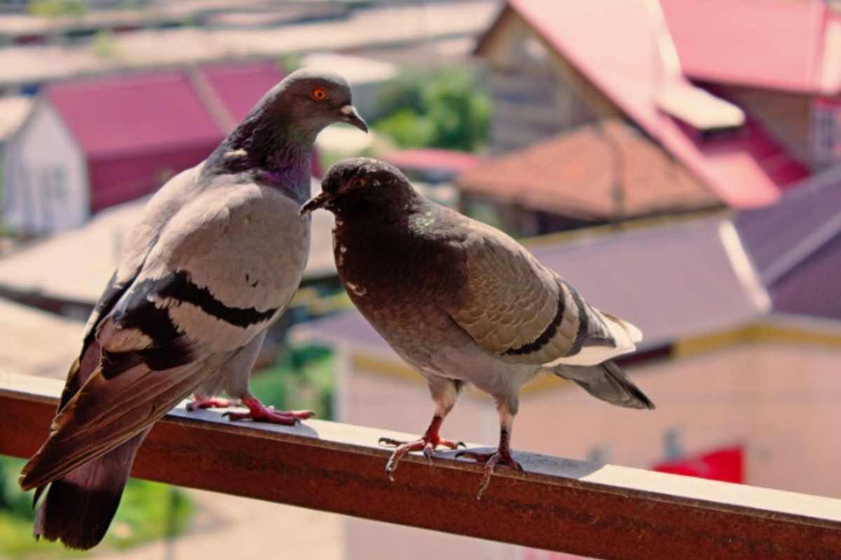 Due piccioni su un balcone