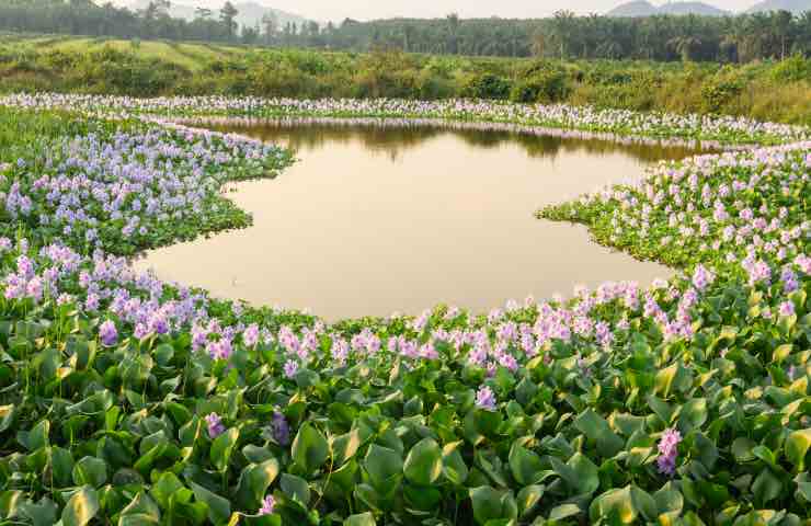 Fiori di giacinto da trasformare in prossimità del lago