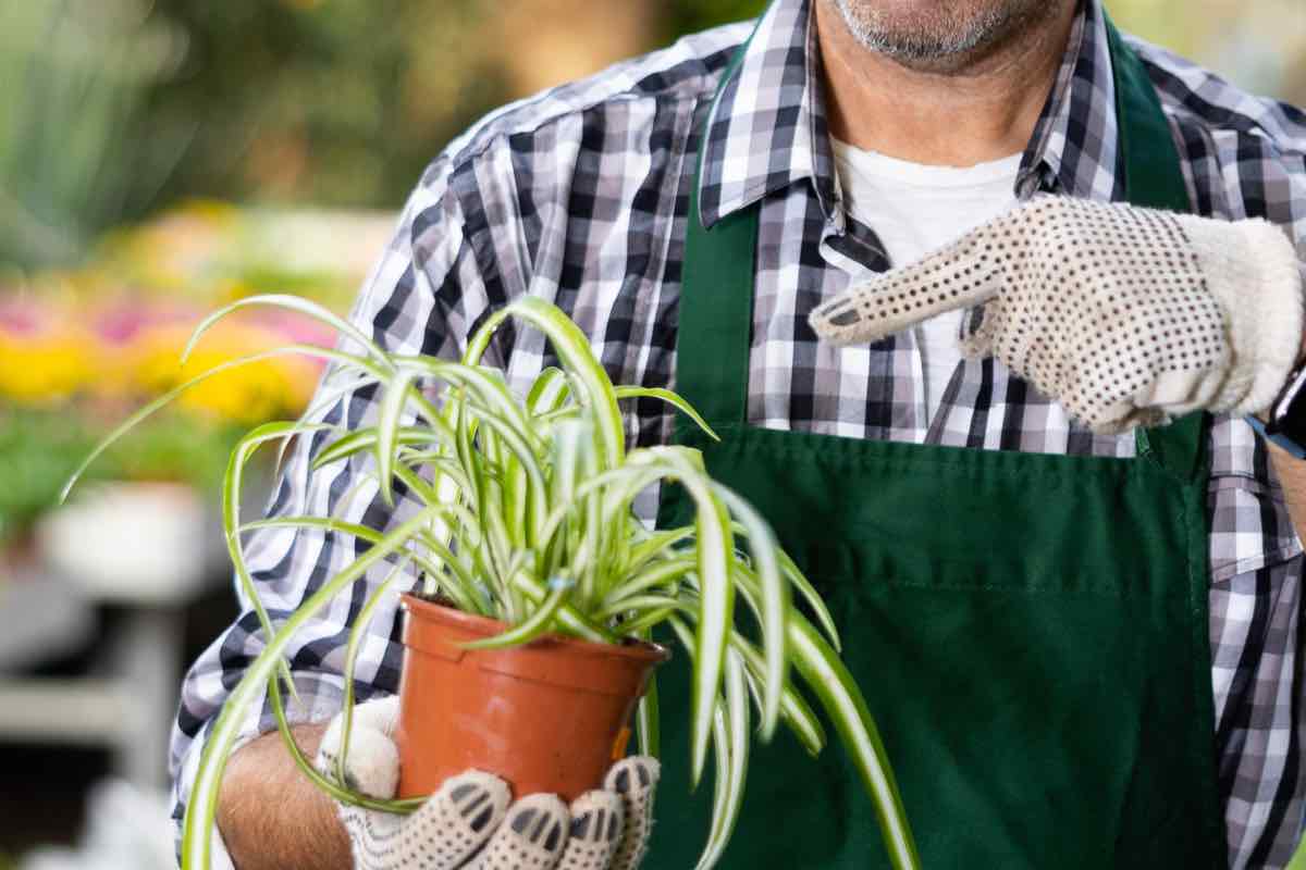 Uomo indica le foglie di un falangio