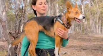 Koda, la cagnolina dal fiuto tecnologico che ci aiuterà a salvare l’ambiente