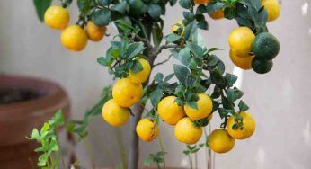 Albero di limoni, se ne hai uno occhio a questo periodo: preparalo così all’arrivo dell’autunno