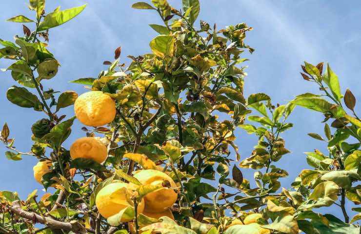 Albero di limoni