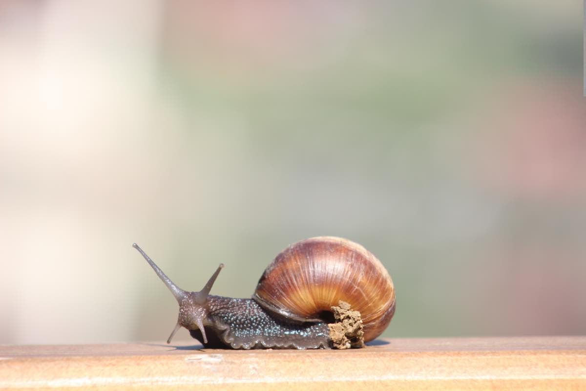 Lumaca con guscio