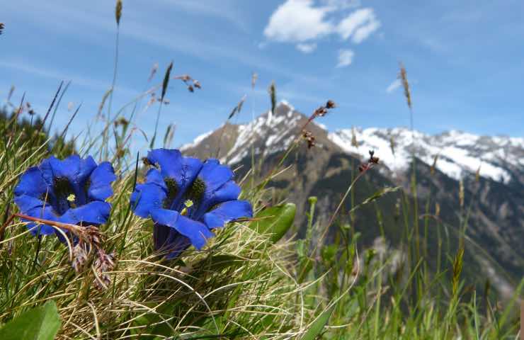 Genziana, montagna