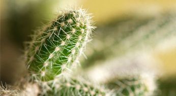 Conosci la pianta “coda di topo”? E’ perfetta da mettere in vaso in questo periodo dell’anno