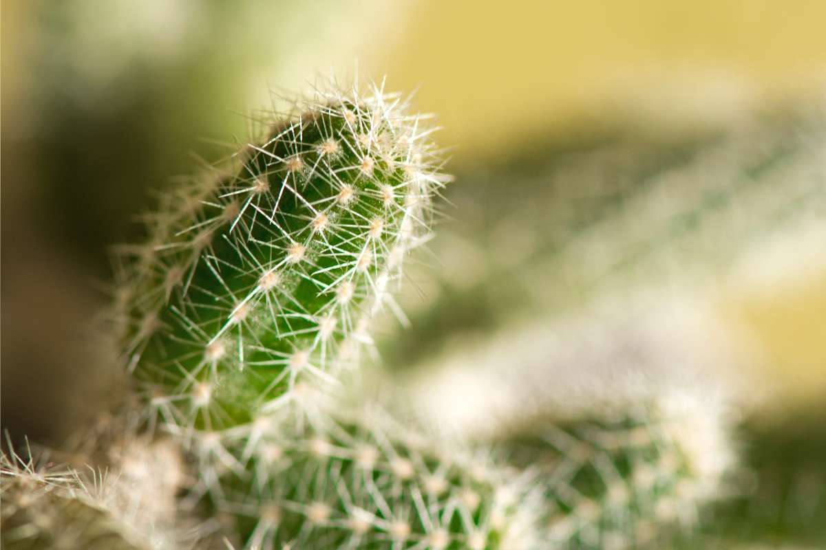 Pianta coda di topo primo piano